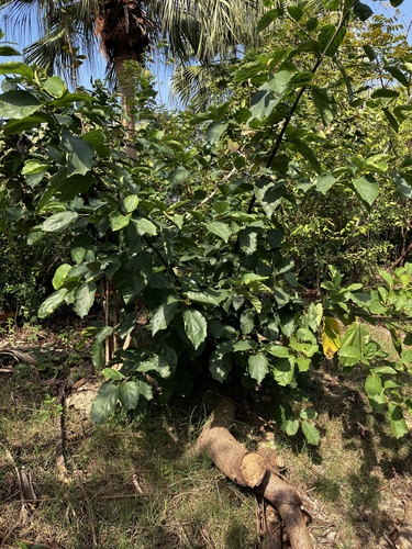 Foto de Pombeiro