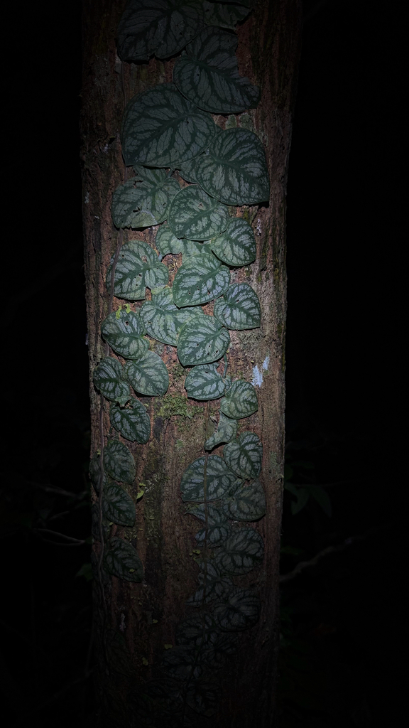 Foto de Shingle plant