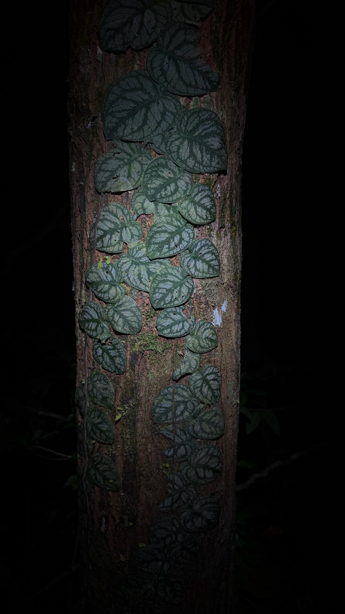 Imagem de Shingle plant
