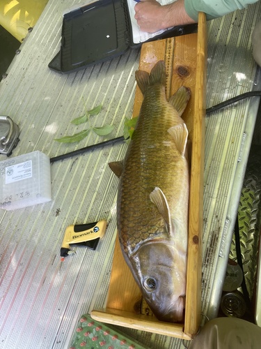 Robust redhorse (Moxostoma robustum) — Catostomidae
