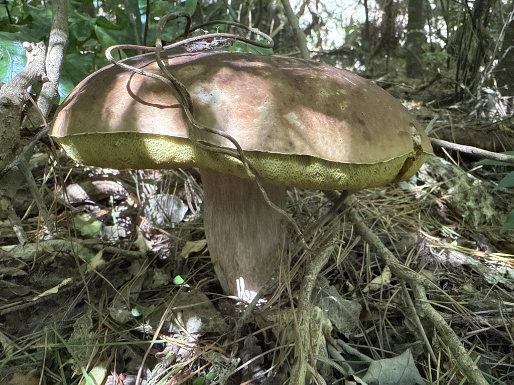 Boletus edulis · January 2025 · photo: © pluckytree (iNaturalist, cc-by)