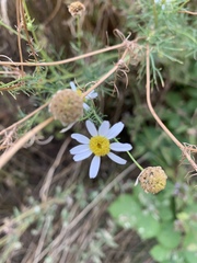 Tripleurospermum inodorum