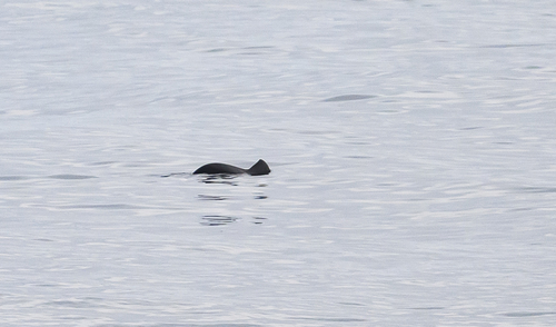 Harbor Porpoise (Phocoena phocoena)