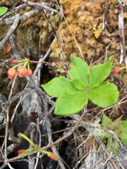 Cornus unalaschkensis