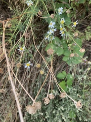 Tripleurospermum inodorum