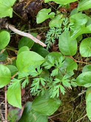 Conioselinum gmelinii
