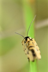 Spragueia perstructana