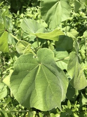 Abutilon theophrasti