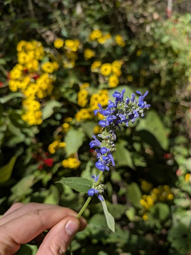 Salvia polystachia