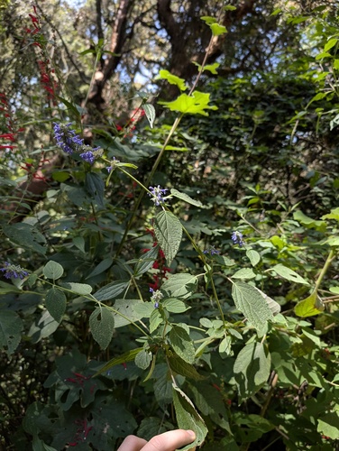 Salvia polystachia