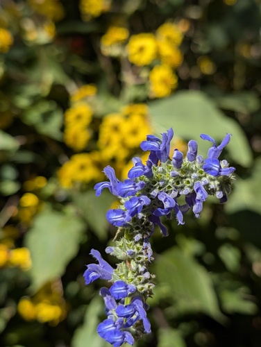 Salvia polystachia