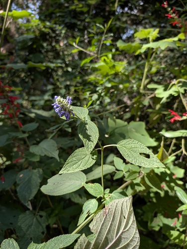 Salvia polystachia