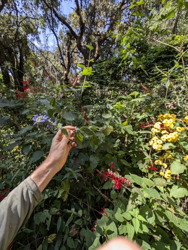 Salvia polystachia