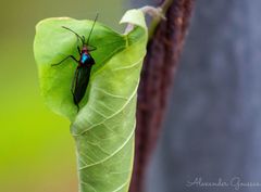 Sphictyrtus sumtuosus