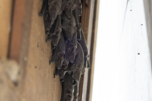 Naked-rumped Tomb Bat