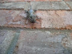 Sceloporus undulatus