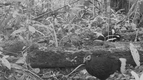 Bornean Crestless Fireback (Lophura pyronota), photo 7