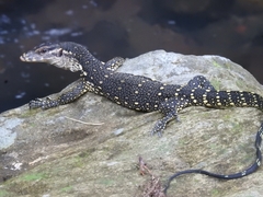 Marbled Water Monitor photo 2