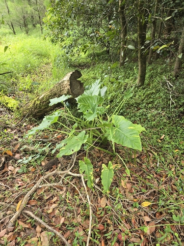 Foto de Orelha-de-elefante