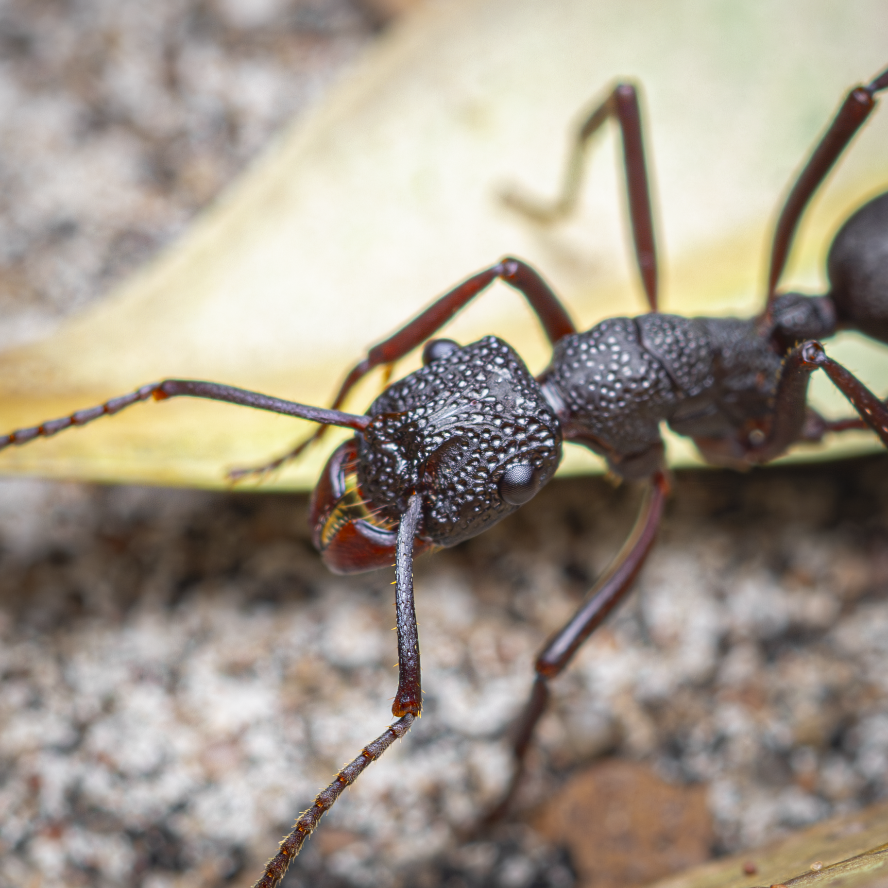 Rhytidoponera punctata