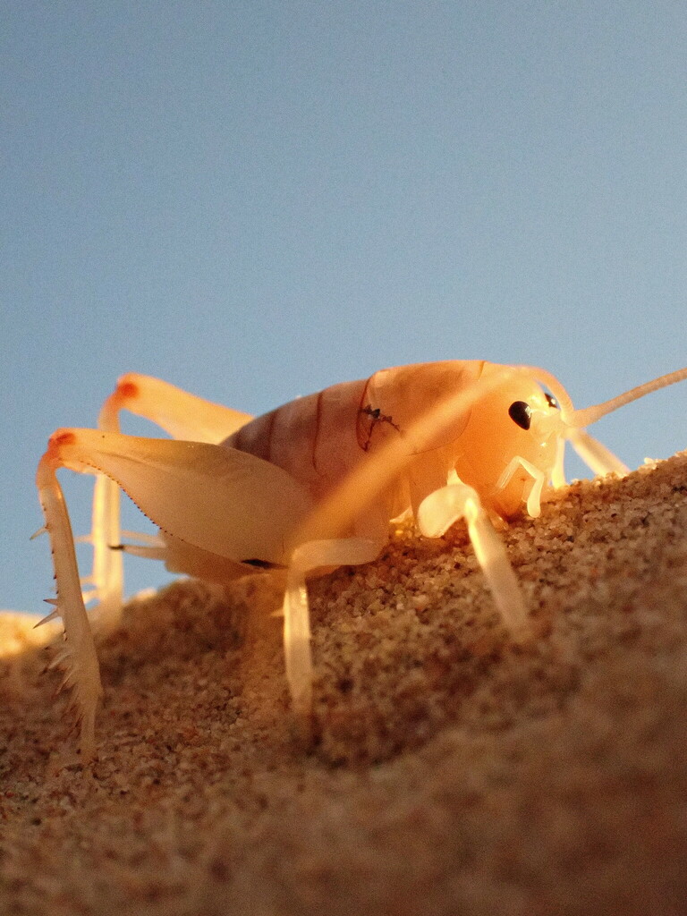 Ceuthophilini
