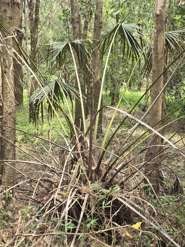 Foto de Palmeira-leque-australiana