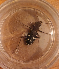 Calomera aphrodisia