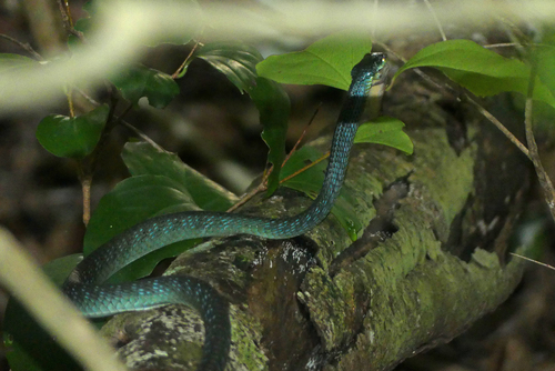 Common Tree Snake sighting