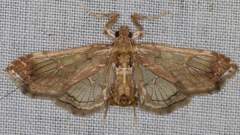 Euleucinodes conifrons
