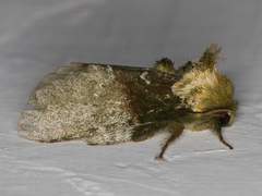 Disphragis manethusa