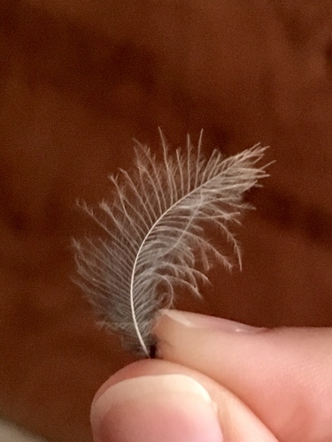 Plume de Cochevis huppé