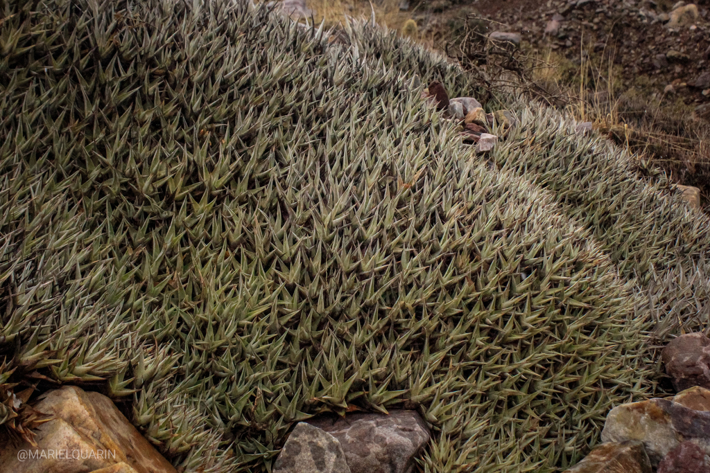 Deuterocohnia brevifolia, Tilcara, AR-JY, AR