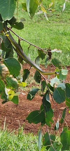 Common Tree Snake sighting