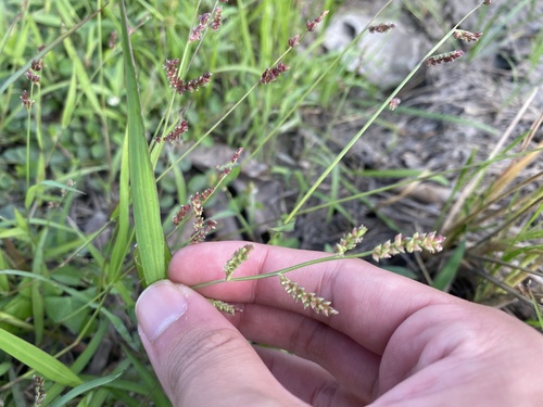 Echinochloa colonum observed 2025-01-09
