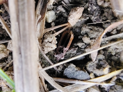 Notiophilus semiopacus photo 4