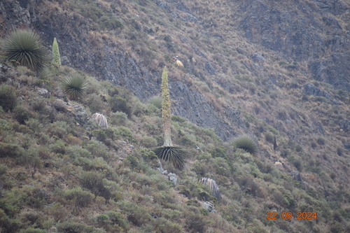 Image of Puya raimondii by (c) Monics Paredes, some rights reserved (CC BY)