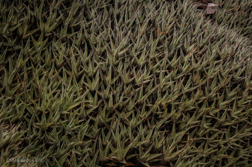 Deuterocohnia brevifolia