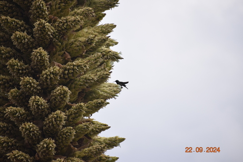 Black-breasted Hillstar (Oreotrochilus melanogaster), photo 6