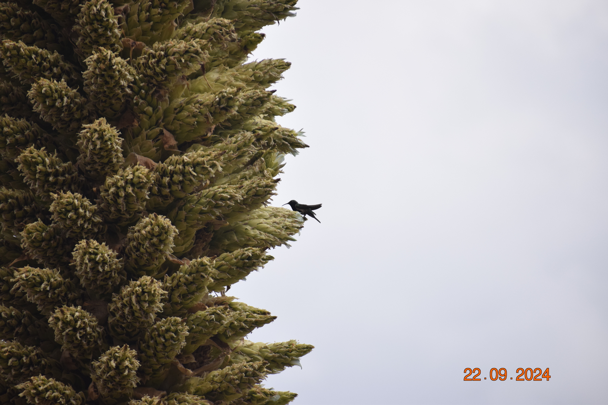 Black-breasted Hillstar (Oreotrochilus melanogaster), photo 6