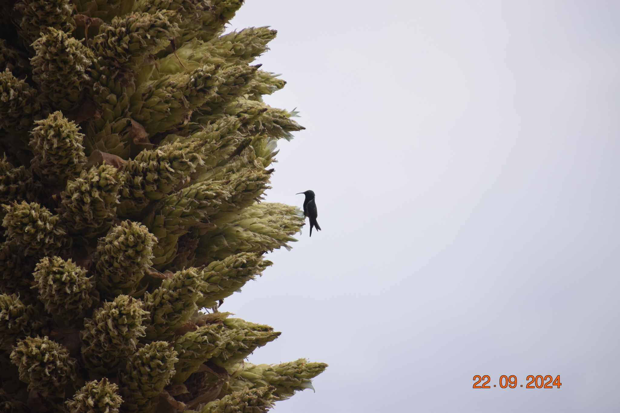 Black-breasted Hillstar (Oreotrochilus melanogaster), photo 7