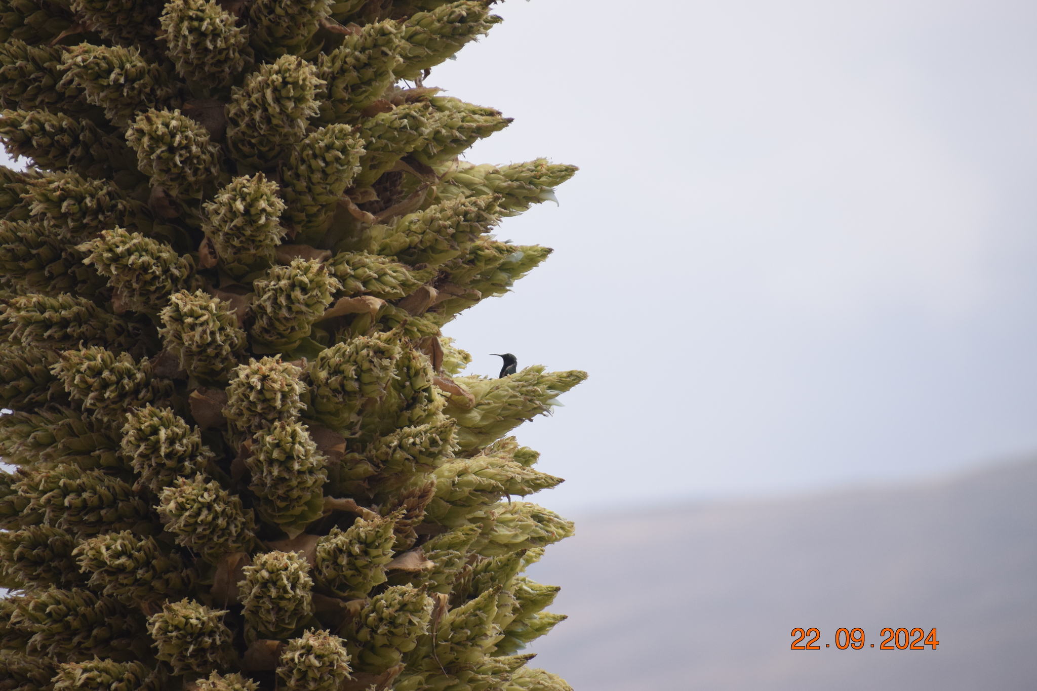 Black-breasted Hillstar (Oreotrochilus melanogaster), photo 5