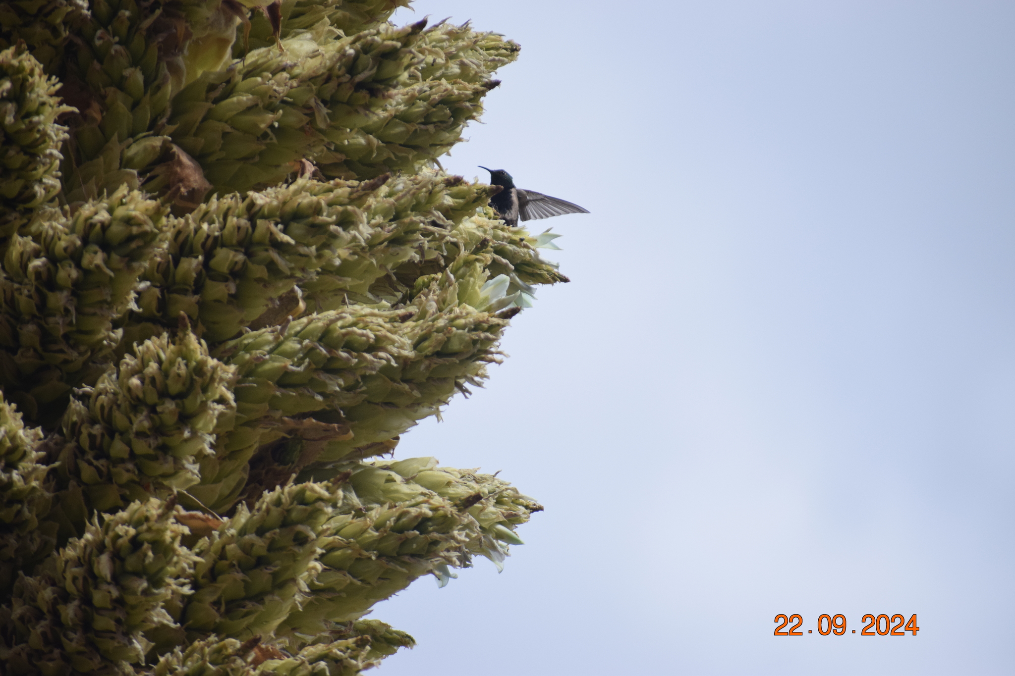 Black-breasted Hillstar (Oreotrochilus melanogaster), photo 8