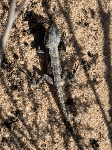 Mallee Heath Lashtail, Amphibolurus norrisi