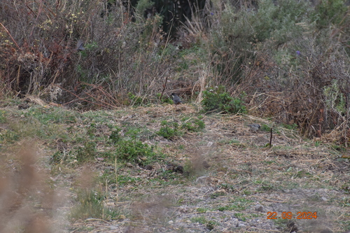 Rusty-bellied Brushfinch (Atlapetes nationi), photo 4