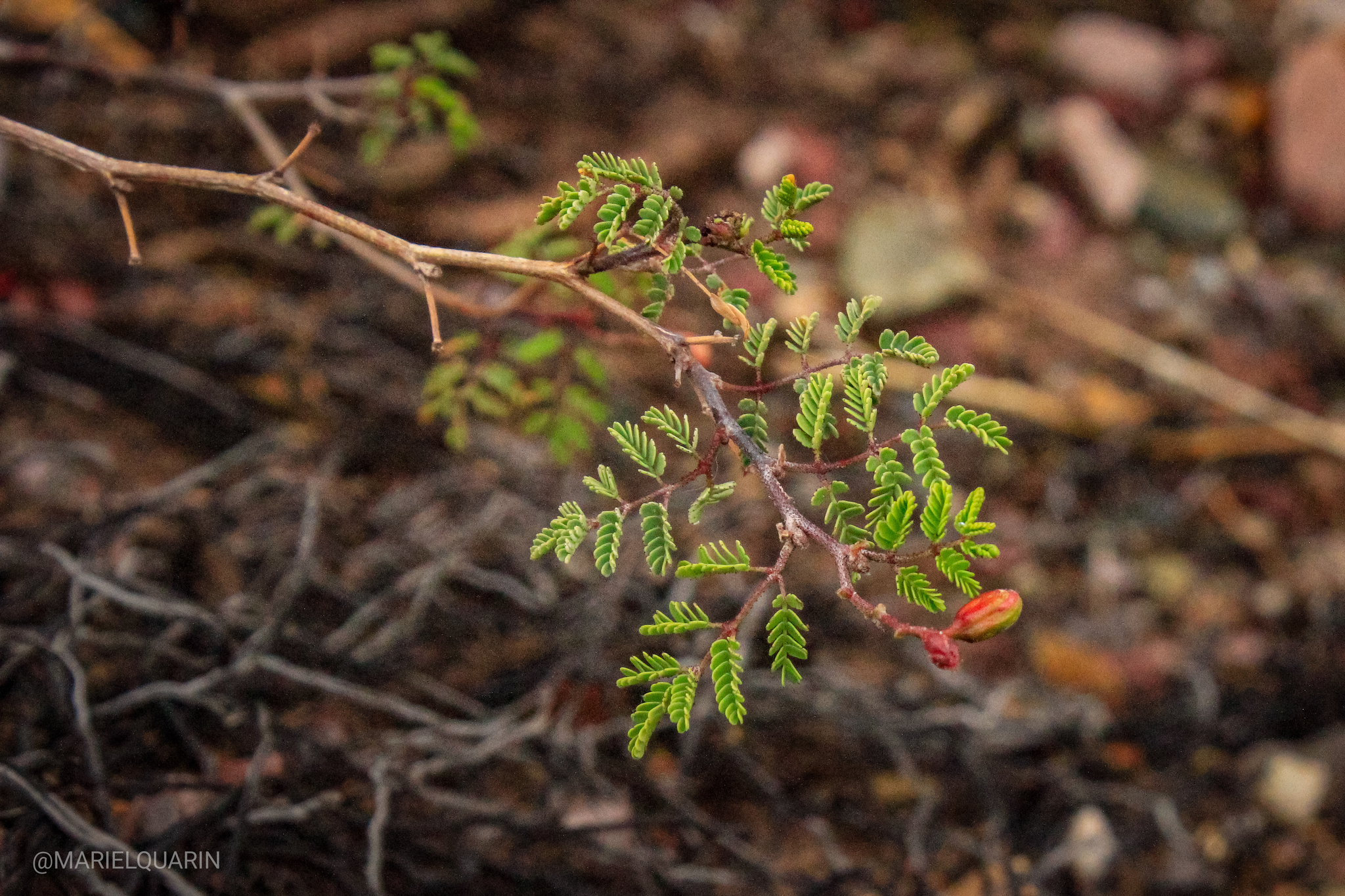 Arquita mimosifolia