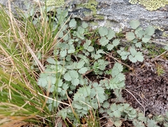 Acaena tesca, photograph (c) John Barkla, some rights reserved (CC BY)