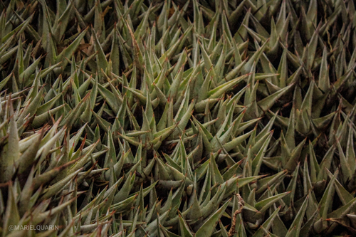 Deuterocohnia brevifolia