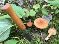 Lactarius luculentus