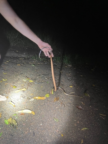 Brown Tree Snake sighting