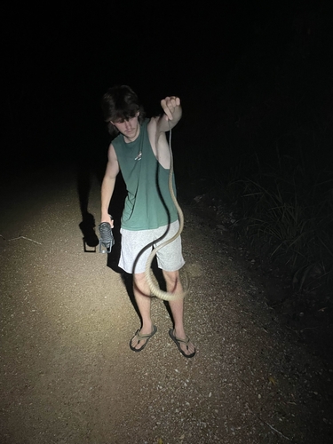 Brown Tree Snake sighting